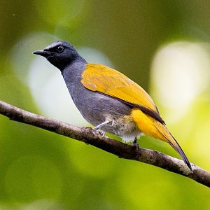 Grey-bellied Bulbul