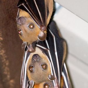 Short-nosed Fruit Bats