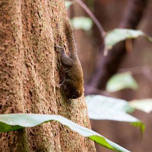 Bornean Pygmy Squirrel