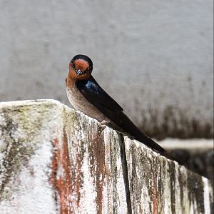 Pacific Swallow