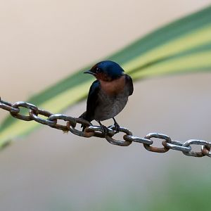 Pacific Swallow