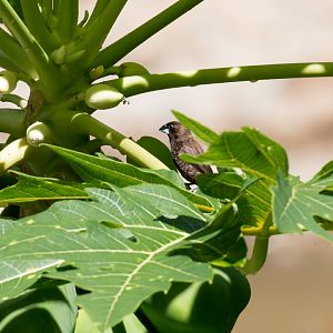 Dusky Munia