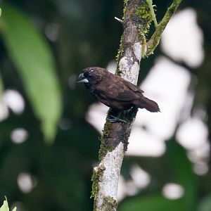 Dusky Munia