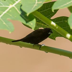 Dusky Munia