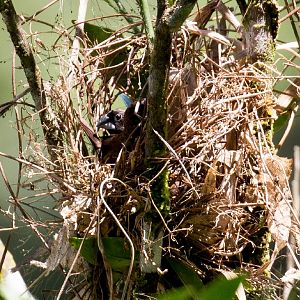 Dusky Munias in nest