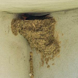 Pacific Swallow on nest