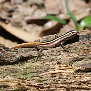 Common Striped Skink (Lipinia) - Khao Yai National Park