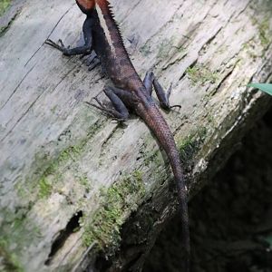 Forest Crested Lizard - Khao Yai National Park