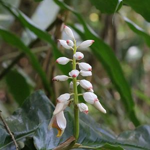 Some Kind of Flower - Khao Yai National Park
