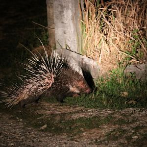 Malayan Porcupine - Khao Yai National Park