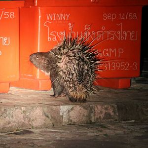 Malayan Porcupine - Khao Yai National Park