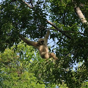 White-handed Gibbon - Khao Yai National Park