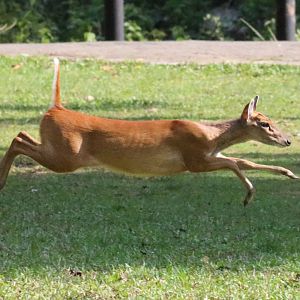 Muntjac Running - Khao Yai National Park