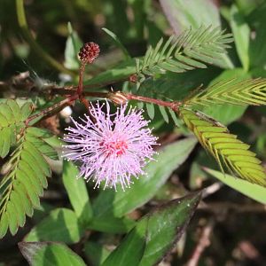 Mimosa - Khao Yai National Park