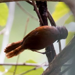 Chestnut-winged Babbler