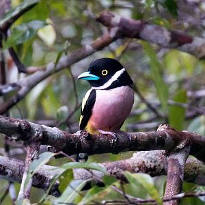 Black-and-Yellow Broadbill