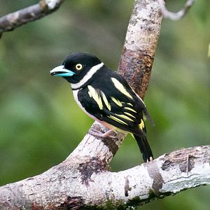 Black-and-Yellow Broadbill