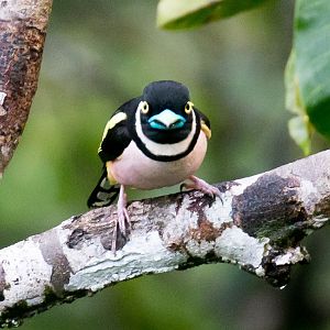Black-and-Yellow Broadbill