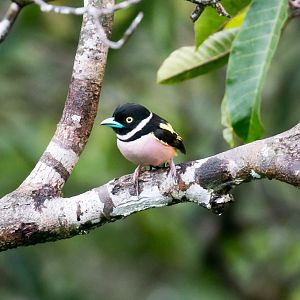 Black-and-Yellow Broadbill