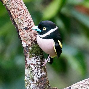 Black-and-Yellow Broadbill