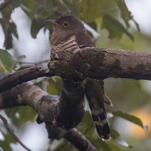 Indian Cuckoo