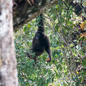 North Bornean Gibbon