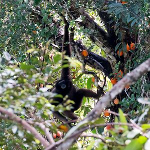 North Bornean Gibbon