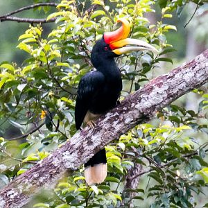 Rhinoceros Hornbill