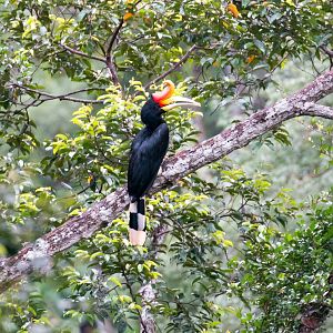 Rhinoceros Hornbill