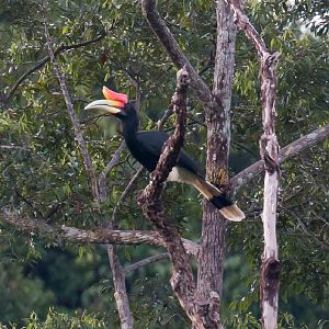 Rhinoceros Hornbill