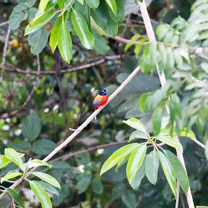 Scarlet-rumped Trogon