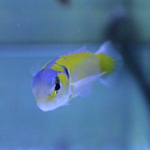 Yellow tilefish - Hoplolatilus gluteus