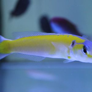 Yellow tilefish - Hoplolatilus gluteus