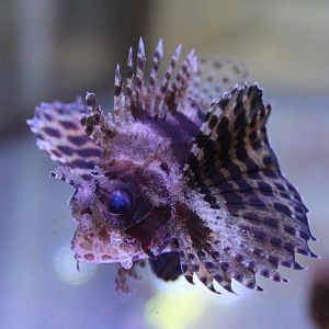 Dendrochirus brachypterus