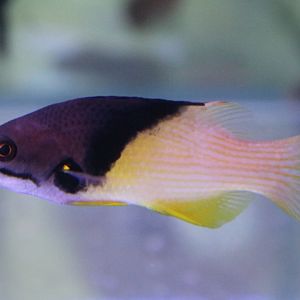 Bodianus mesothorax