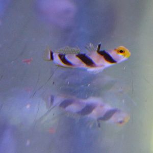 Stonogobiops nematodes