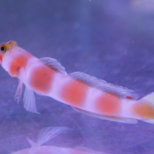 Amblyeleotris aurora