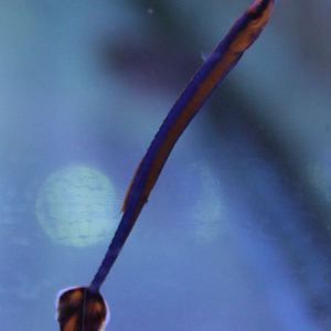 Doryrhamphus melanopleura