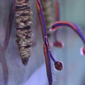 Doryrhamphus melanopleura