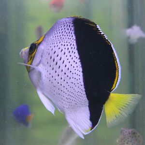 Chaetodon tinkeri