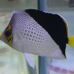 Chaetodon tinkeri
