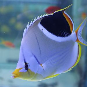 Saddleback butterflyfish - Chaetodon ephippium