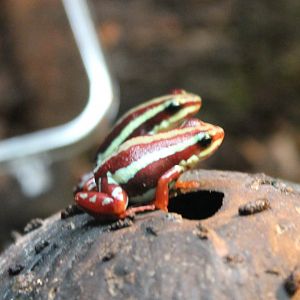Phantasmal poison frogs