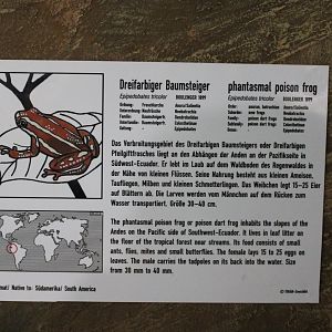 Sign Phantasmal poison frog