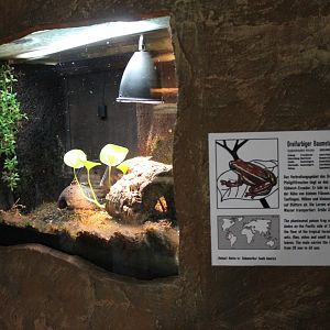 Enclosure Phantasmal poison frog