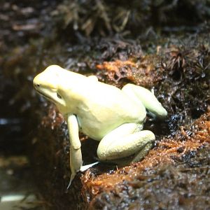 Golden dart frog