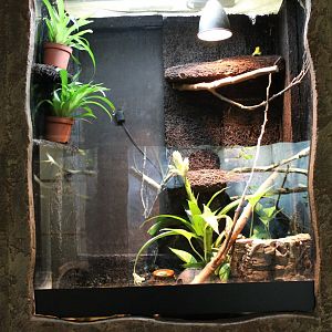 Enclosure Golden dart frog