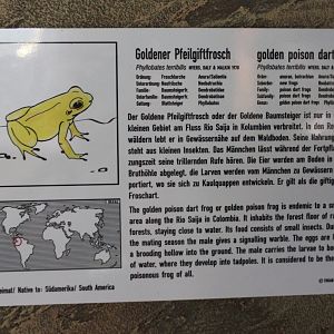Sign Golden dart frog