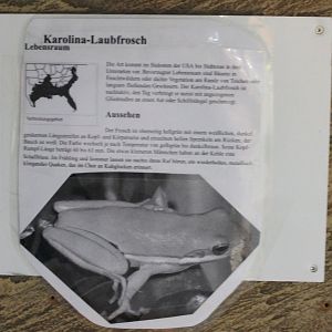 Sign Carolina tree-frog