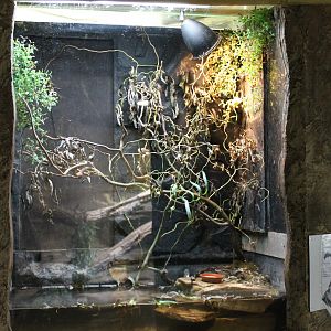 Enclosure Carolina tree frog